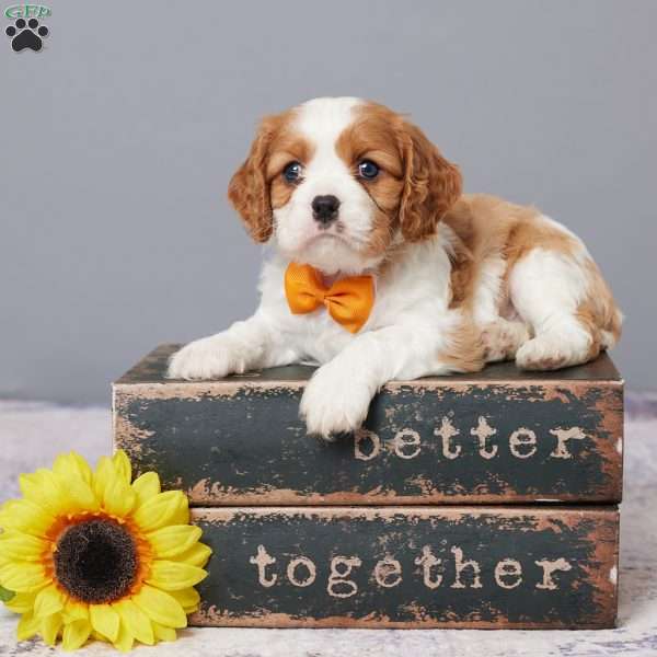 Ryder, Cavalier King Charles Spaniel Puppy